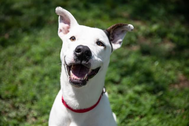 Last week's pet, still available: Otto